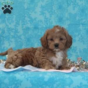 Kitty, Shih-Poo Puppy